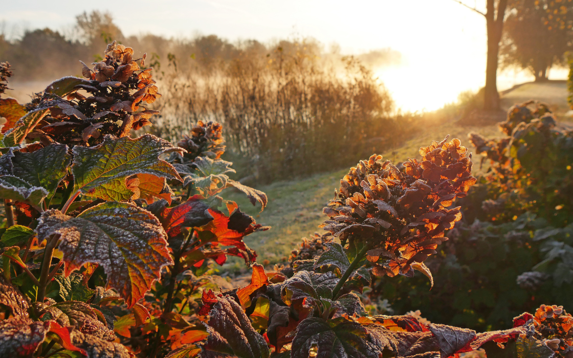 Hydrangea fall garden landscape