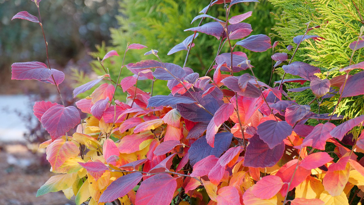 Fall color from fothergilla