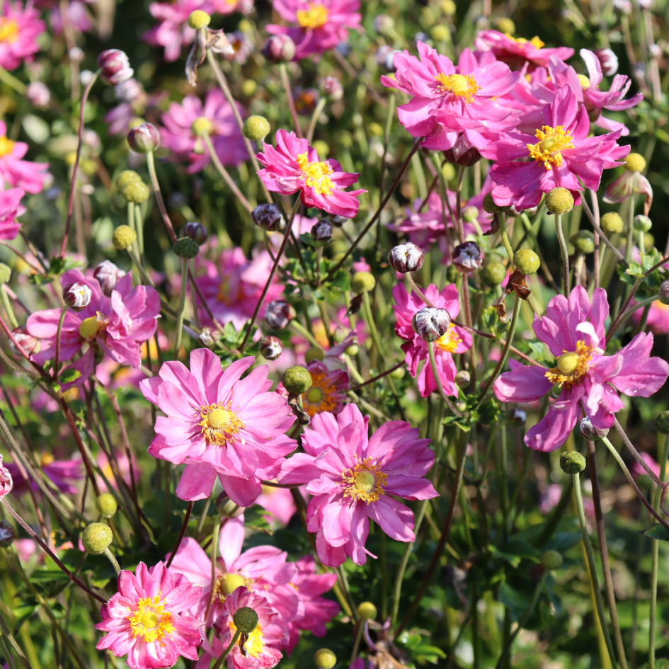 Beautiful pink Japanese anemone flowers shining in the garden