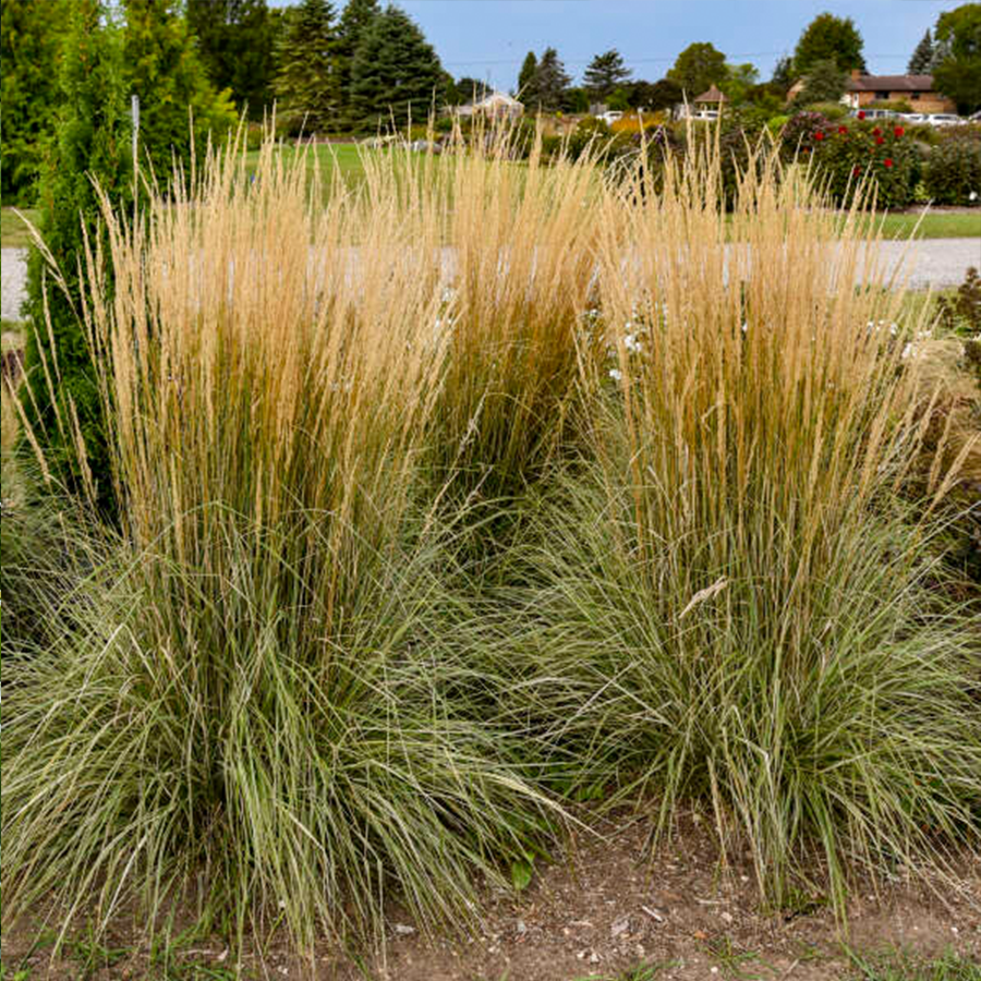 Hello Spring!™ Feather Reed Grass | Perennials – Great Garden Plants
