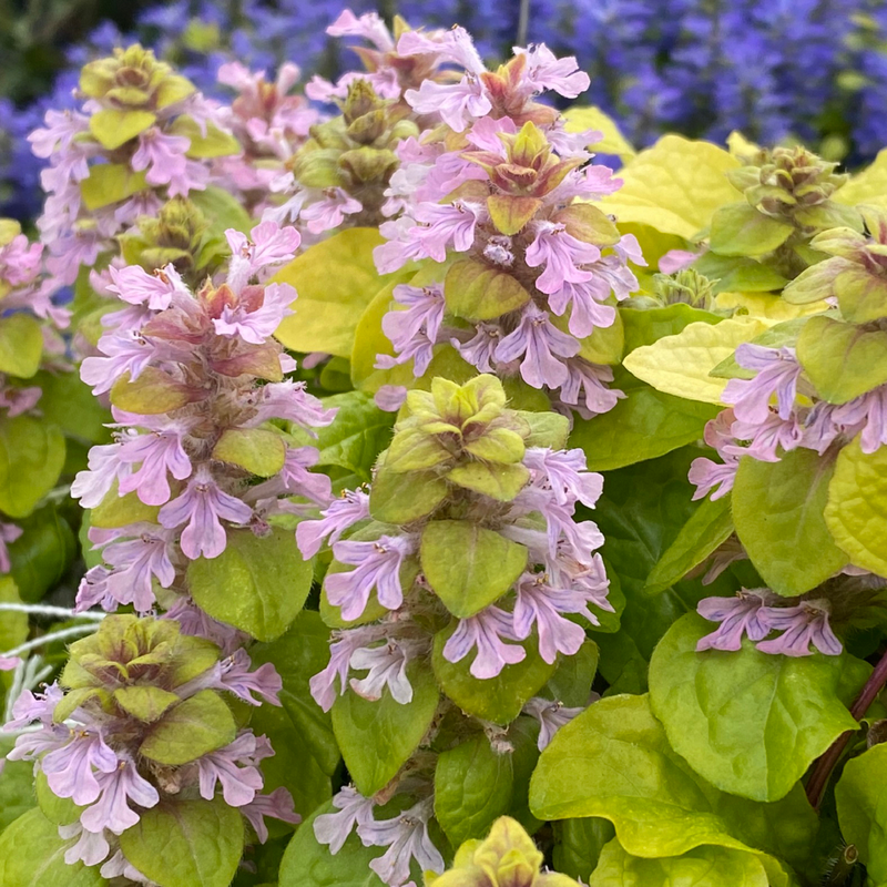 Bugleweed « Flashy Flamingo » de Feathered Friends™ (Ajuga)