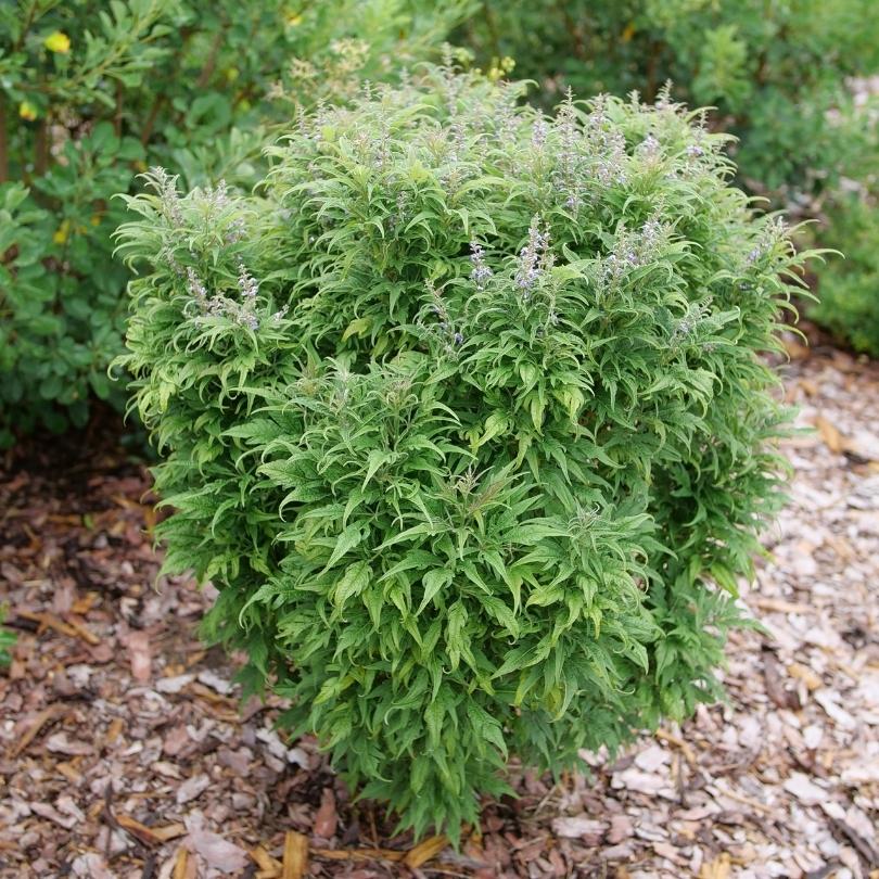Featherman Chastetree growing in a mulched bed