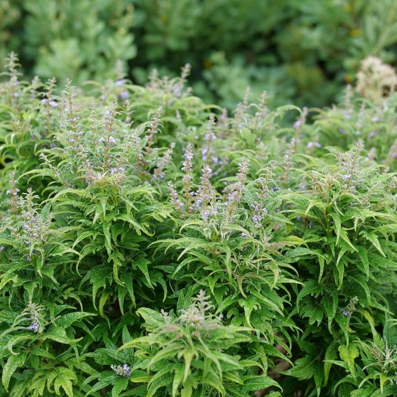 A close up of the feathery green foliage of Featherman Chastetree