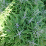 A close-up of the lavender blooms of the Featherman Chastetree