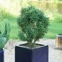 Featherman Chastetree with a tidy upright habit in a ceramic square container
