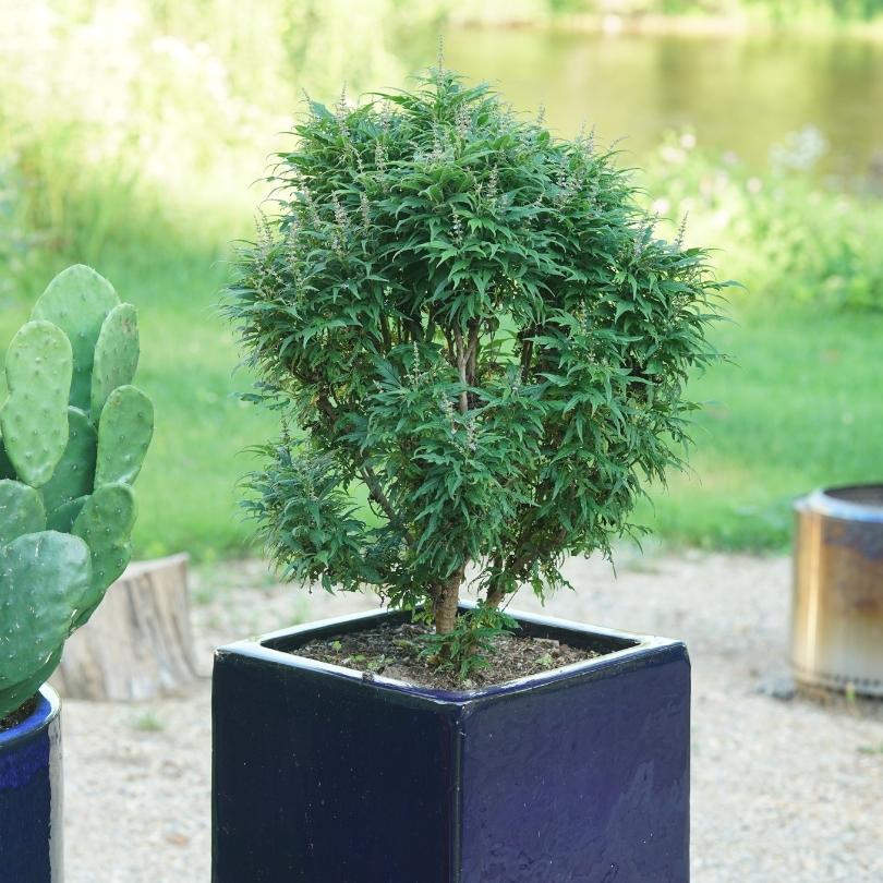 Featherman Chastetree with a tidy upright habit in a ceramic square container
