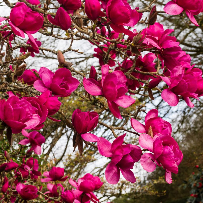 Gros plan sur des fleurs de magnolia 'Felix®' d'un rose vif éclatant, sur une branche d'arbre, avec un arrière-plan naturel flou.