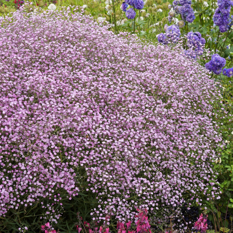 'Festival Pink Lady' Baby's Breath features hundreds of full double pink flowers that cluster together in a beautiful mounded habit.