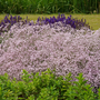 'Festival Pink Lady' Baby's Breath features hundreds of full double pink flowers that cluster together in a beautiful mounded habit paired with purple flowering perennials.