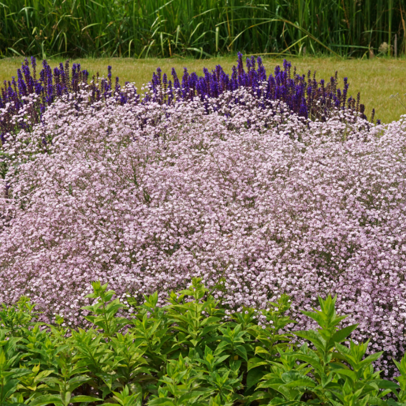 'Festival Pink Lady' Baby's Breath features hundreds of full double pink flowers that cluster together in a beautiful mounded habit paired with purple flowering perennials.