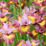 L'iris de Sibérie 'Fiddles on Fire', d'une grande beauté, offre une floraison de fleurs roses, rouges et jaunes.