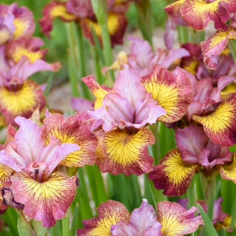 L'iris de Sibérie 'Fiddles on Fire', d'une grande beauté, offre une floraison de fleurs roses, rouges et jaunes.