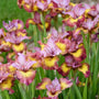 L'iris de Sibérie 'Fiddles on Fire', d'une grande beauté, offre une floraison de fleurs roses, rouges et jaunes.