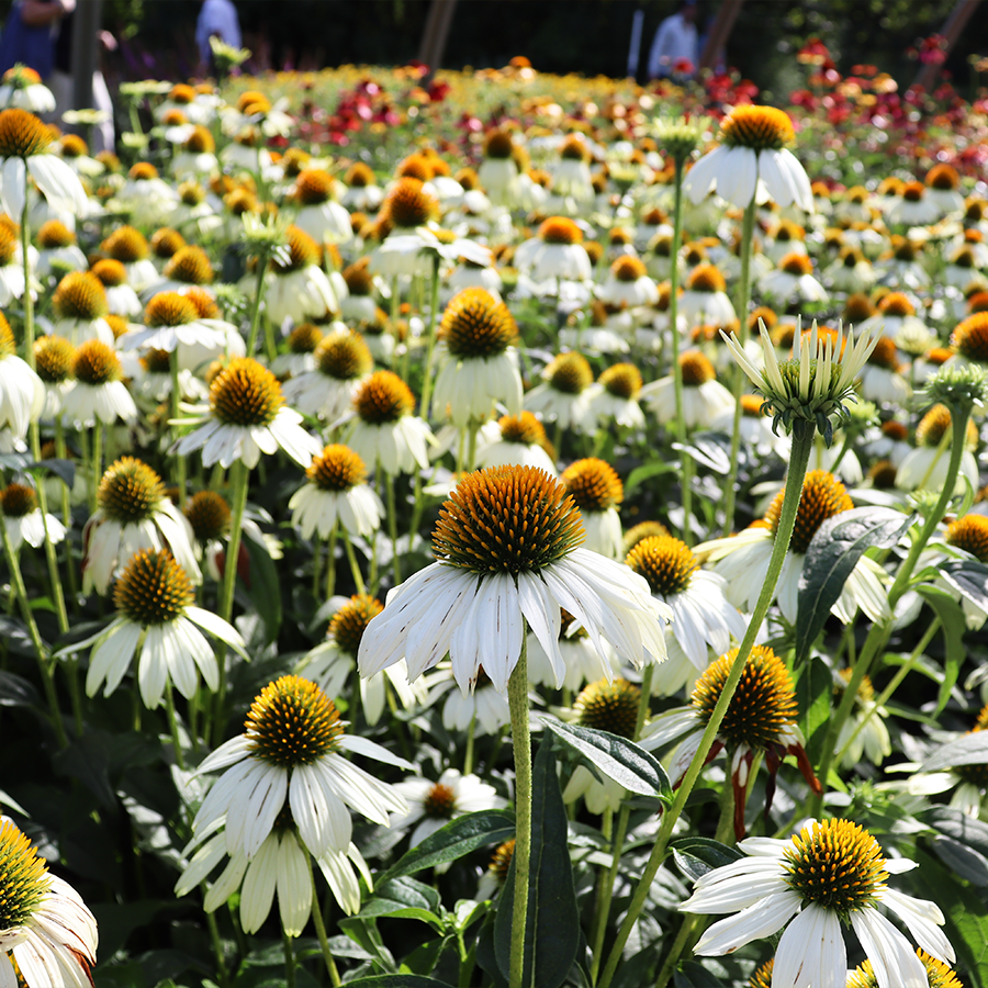 Field of white coneflowers in a sunny garden