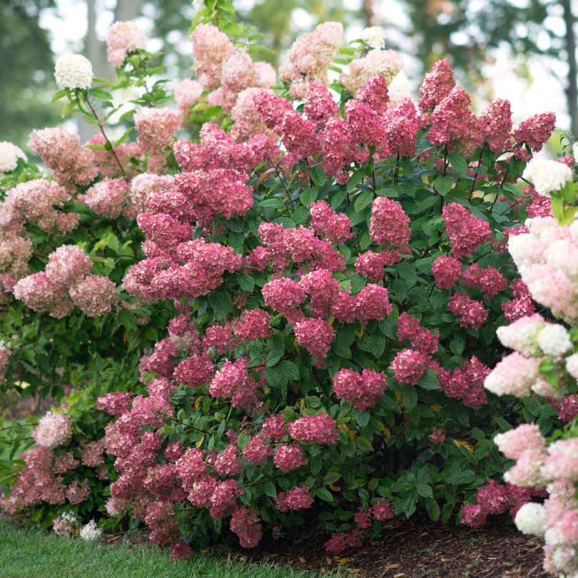 Fire Light Panicle Hydrangea hedge with pink-red blooms in a landscape. 
