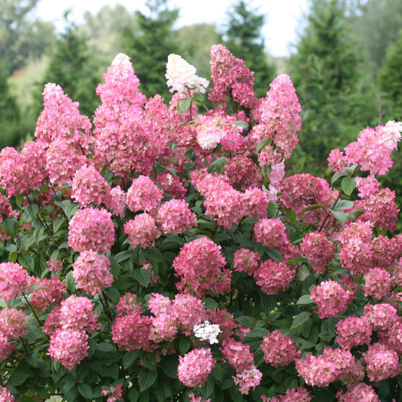 Mound of pink and white Fire Light panicle hydrangea flowers with green leaves against a blurred natural background