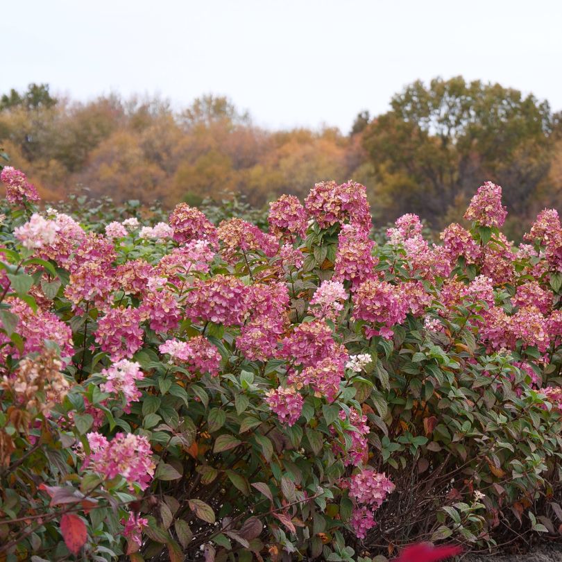 Fire Light hydrangea hedge in the fall with trees in the background.