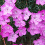 Close-up of 'Firewitch' dianthus flowers with water droplets on a blurred green background