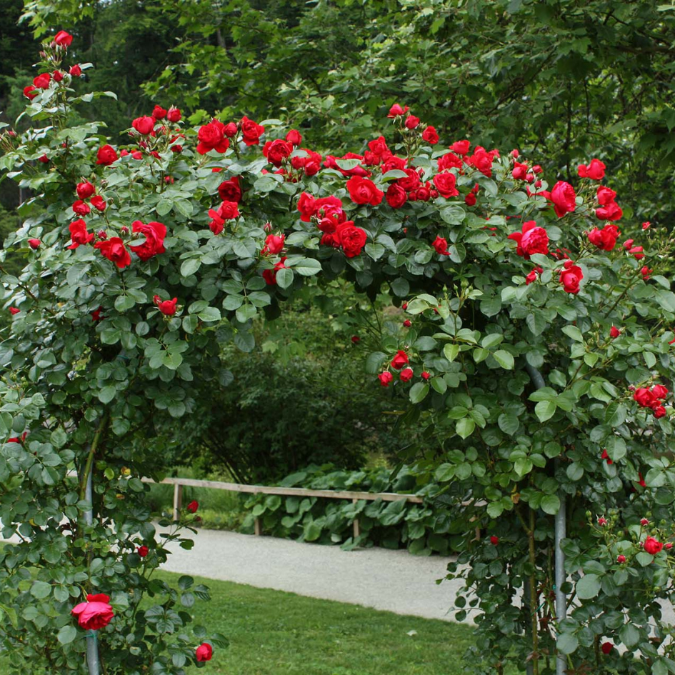 Florentina™ Climbing Rose
