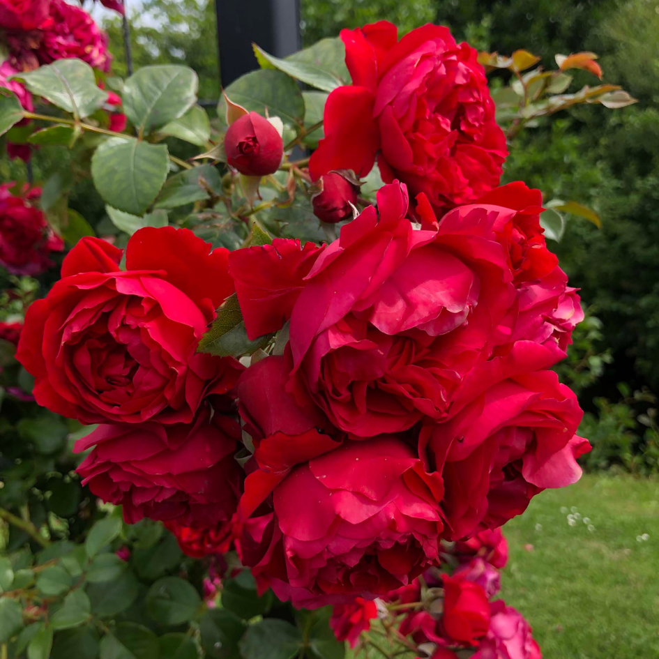 Close up image of vivid red climbing rose flowers along a trellis