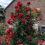 Vivid red climbing roses growing on a trellis
