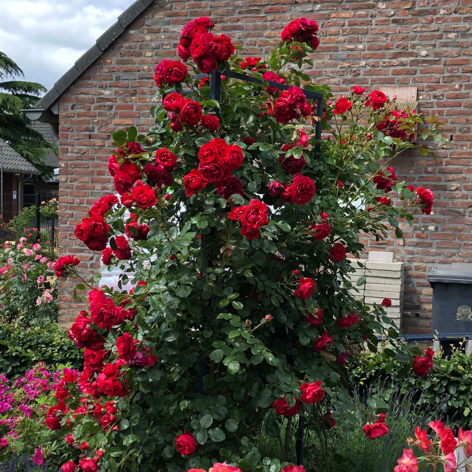 Vivid red climbing roses growing on a trellis