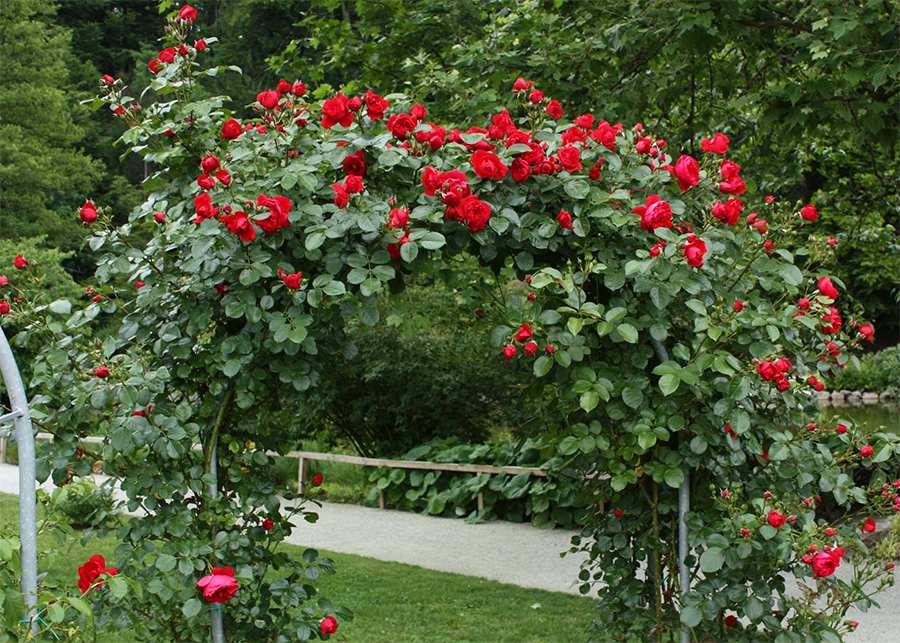 Red climbing roses looking beautiful on an arbor