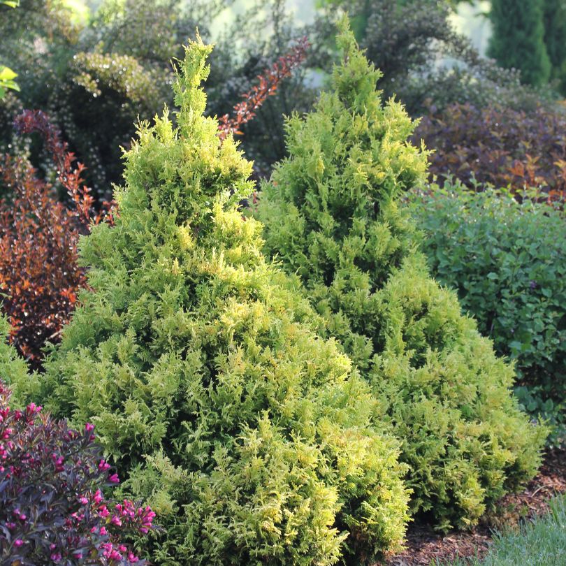 Deux thuyas (Thuja) touffus dans une haie de jardin