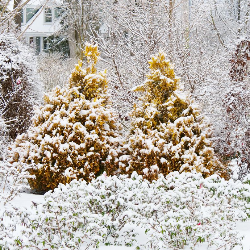 Feuillage de thuya aux reflets bronze dans un jardin d'hiver