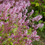 Close up image of delicate pink foamy bell flowers