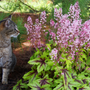 Cat smelling pink foamy bell flowers