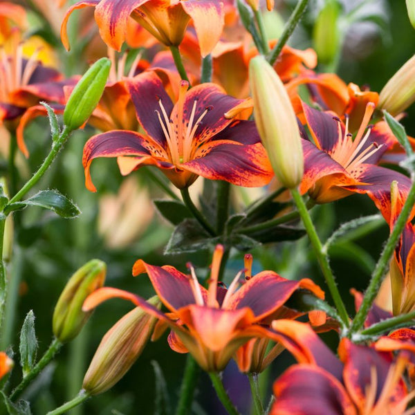 Forever Susan' Lily Bulbs For Sale – Great Garden Plants