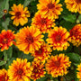 Close-up of 'Forged In Fire' False Sunflower's bright orange and yellow flowers with green leaves.