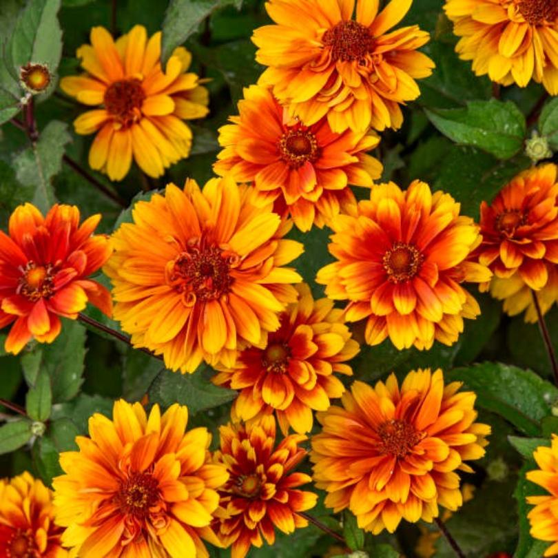 Close-up of 'Forged In Fire' False Sunflower's bright orange and yellow flowers with green leaves.