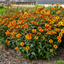 'Forged In Fire' False Sunflower's bright orange and yellow flowers with green leaves.