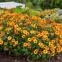 'Forged In Fire' False Sunflower's bright orange and yellow flowers with green leaves.