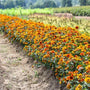 Row of orange flowers in a field with greenery in the background