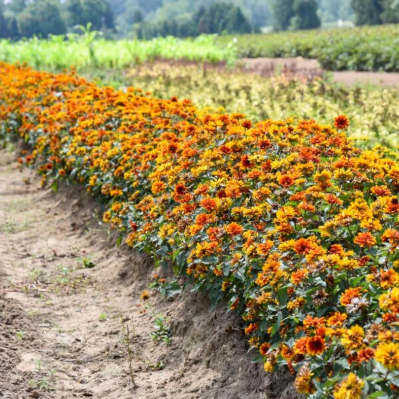 Row of orange flowers in a field with greenery in the background