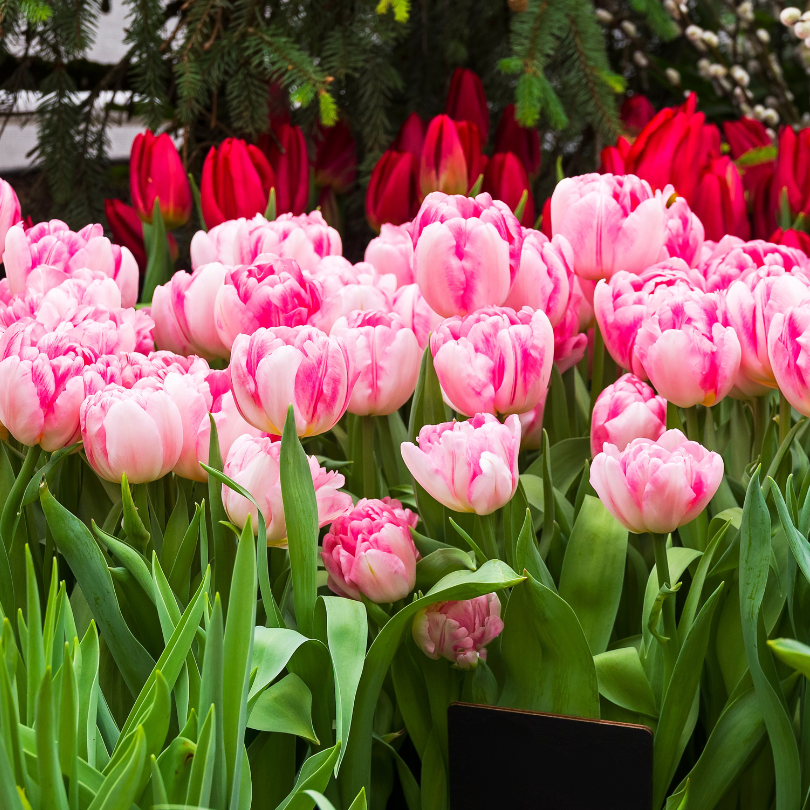 Vibrant pink 'Foxtrot' tulips with red tulips in the background