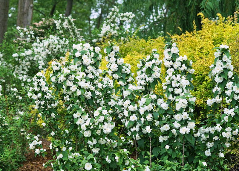 Mock orange flowers planted along a privacy hedge
