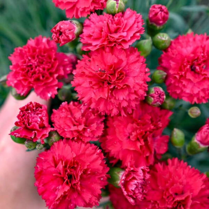 Close up image of ruffled pink/red dianthus flowers