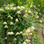 Funyella clematis with unique purple flowers climbing a trellis