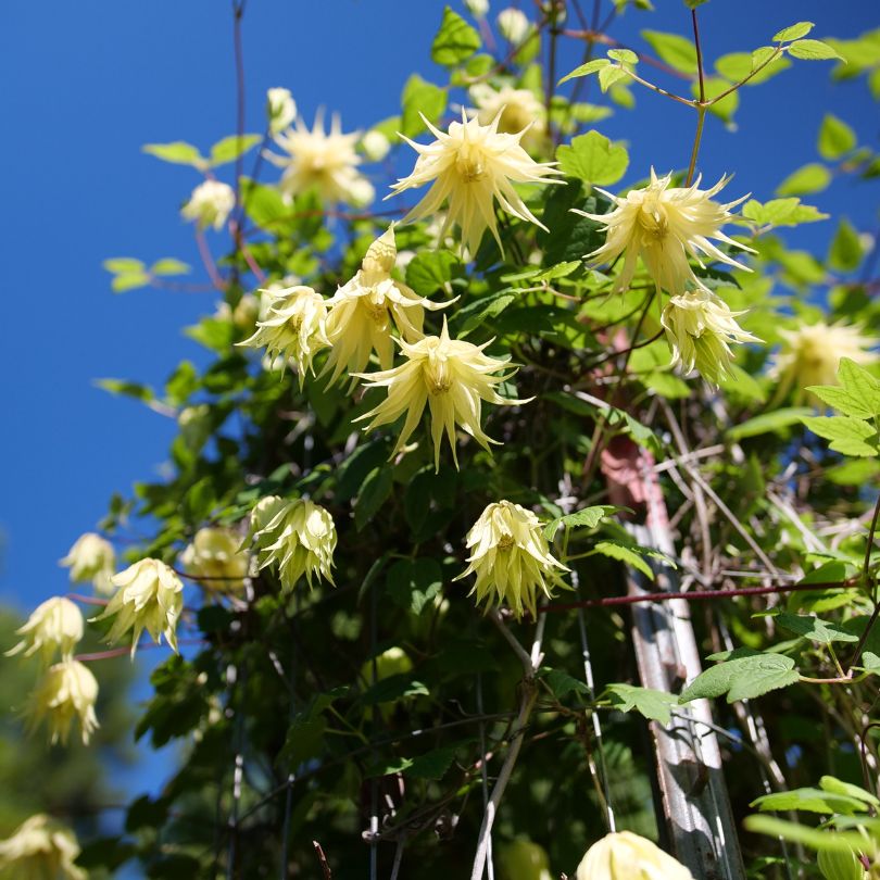 Unique yellow clematis flowers with green leaves against a blue sky
