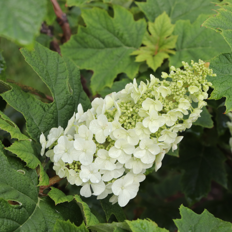 Proven Winners Gatsby Glow Oakleaf Hydrangea - Thumbnail 5
