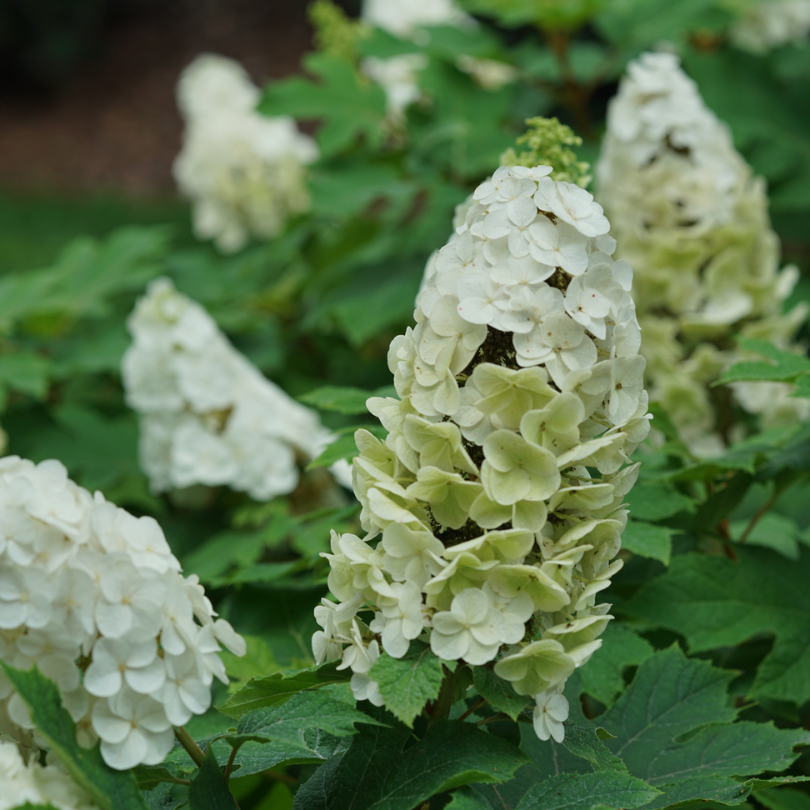 Proven Winners Gatsby Glow Oakleaf Hydrangea - Thumbnail 4