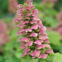 Close-up of a pink oakleaf hydrangea flower cluster with green leaves on a blurred natural background