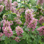 Pink oakleaf hydrangeas in a garden