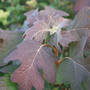 Close-up of oakleaf hydrangea leaves with a blurred background