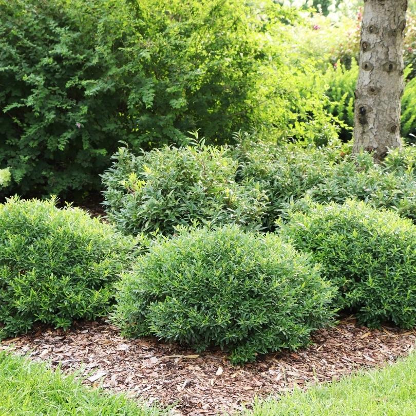 Gem Box Prime™ Dwarf Inkberry Holly (Ilex) | Proven Winners