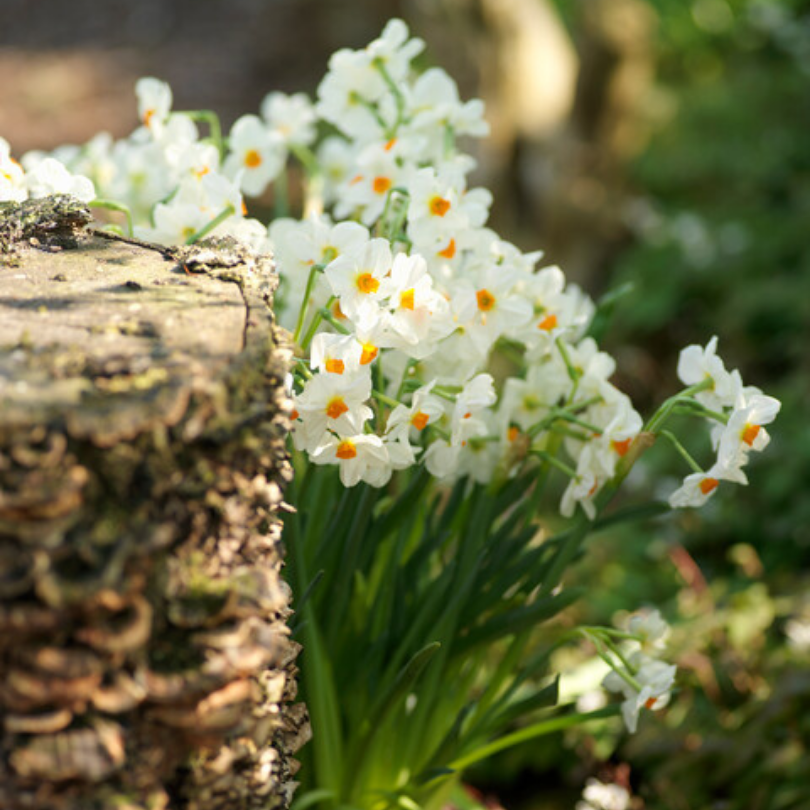 Des fleurs blanches à cœur orange poussent à côté d'une bûche de bois.